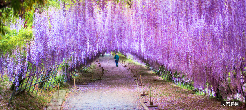 河內藤園